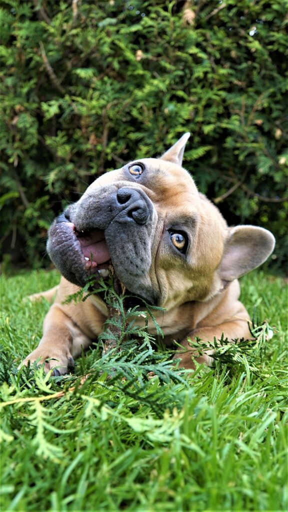 kennel cough in french bulldogs