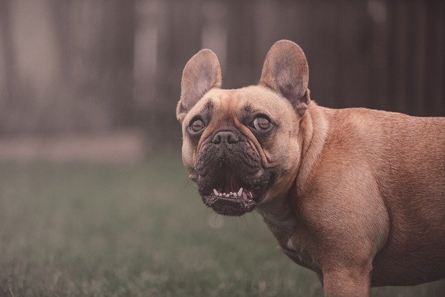 How Do I Know If My French Bulldog Has a Kennel Cough? Ask