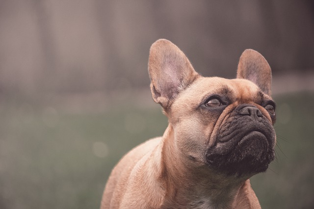 kennel cough in french bulldogs