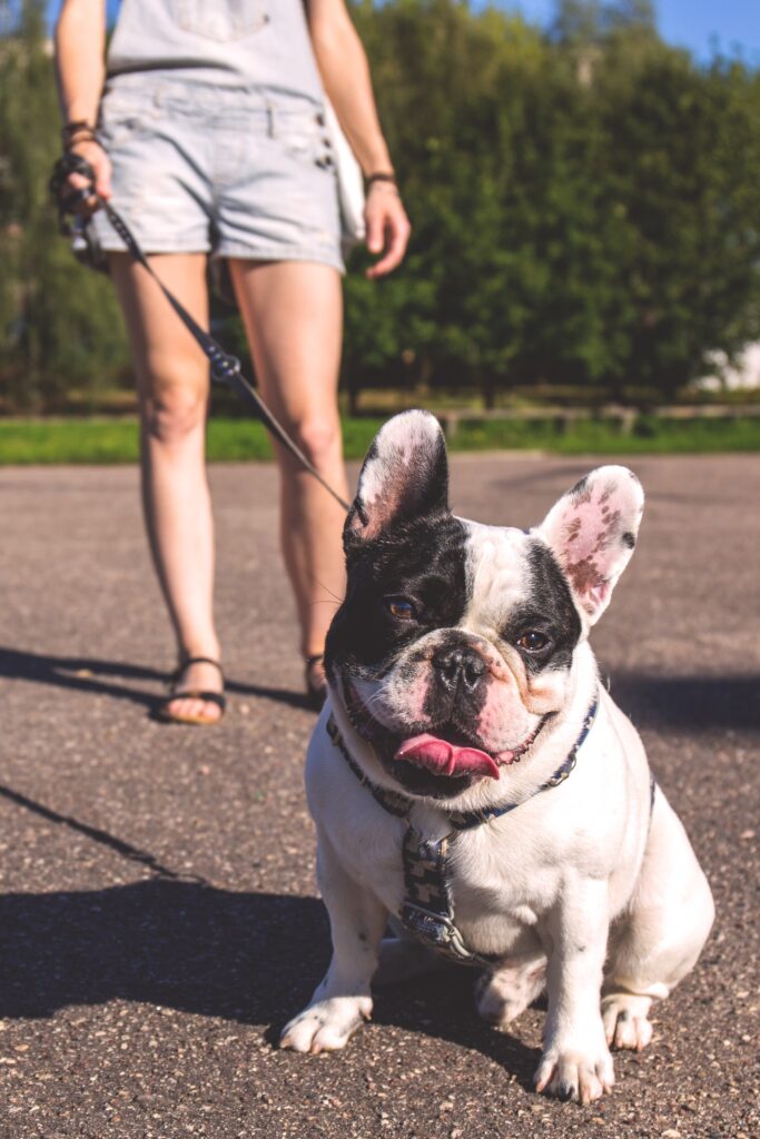 How To Treat French Bulldog Heat Rash? The Best Tips — Ask
