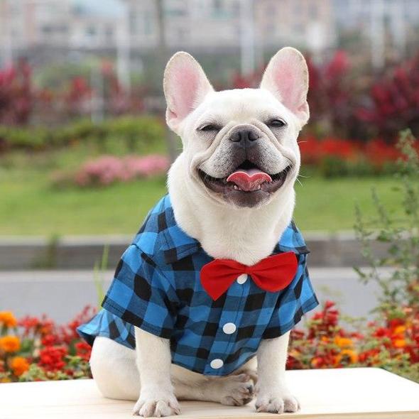 french bulldog shirts for dogs
