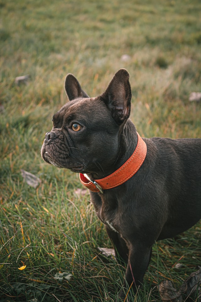 How To Take Care Of a French Bulldog Puppy?