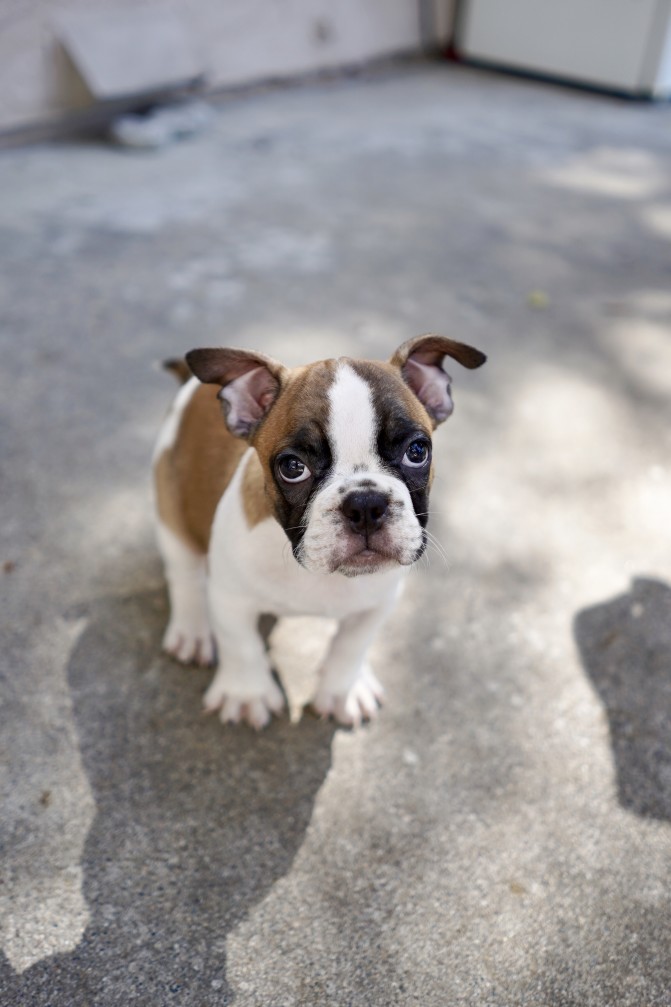rinary tract infection in French bulldogs