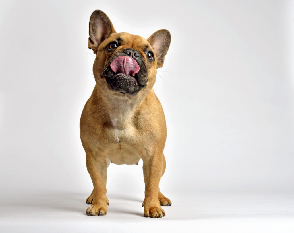 can french bulldogs eat peanuts