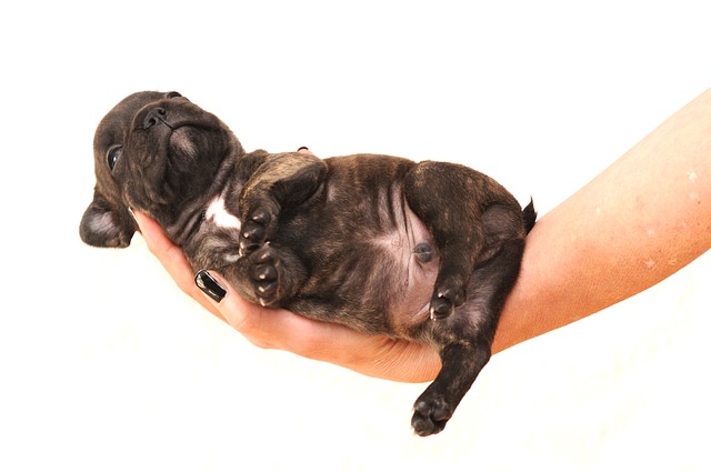 belly rash on frenchies