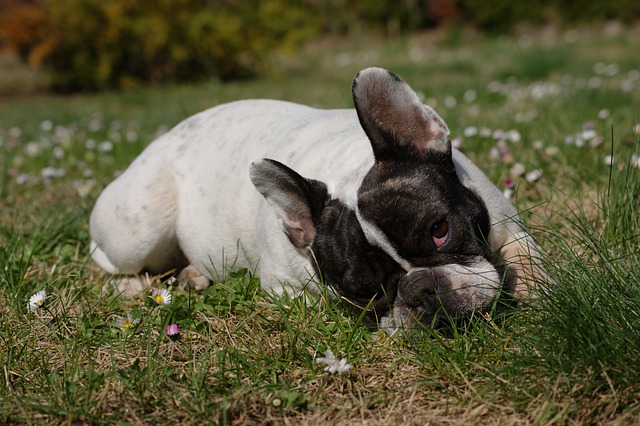 french bulldog's bloated stomach