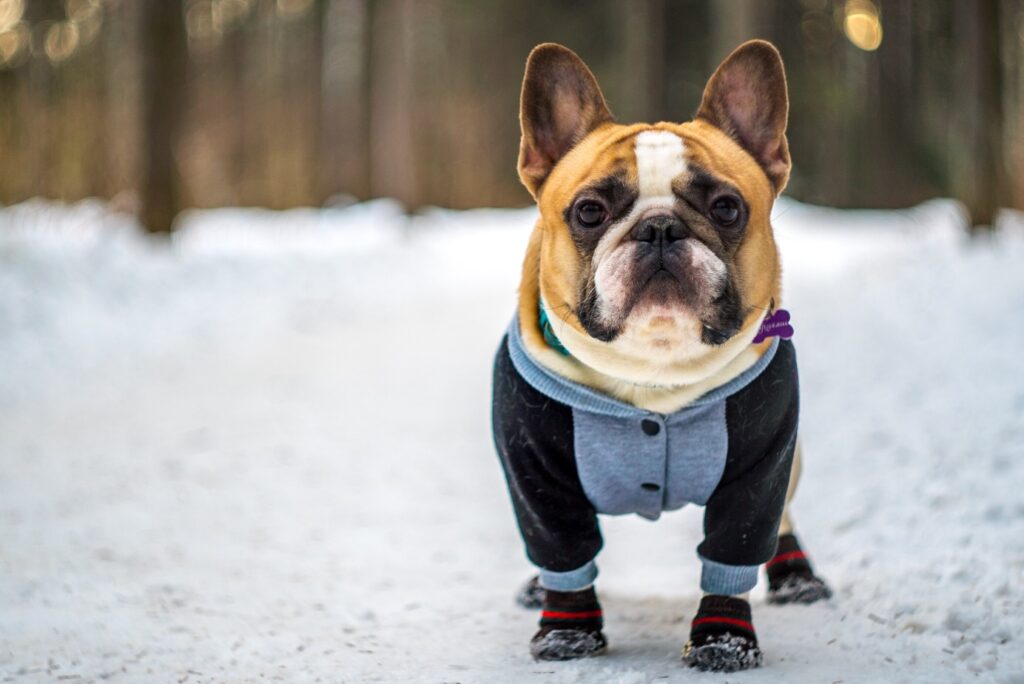 french bulldog winter coats