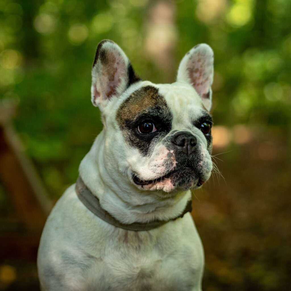 french bulldog harnesses and colars