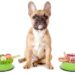 What Is The Best Diet For A French Bulldog?