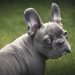 How To Solve French Bulldog Smelly Ears?