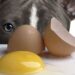Can French Bulldogs Eat Eggs? Revealed