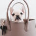 Is It Safe To Carry A Frenchie In A Backpack?