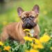 Can French Bulldogs Be Outside Dogs? Facts To Know