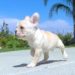 Distinguishing Features of Cream French Bulldogs