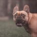 What Are French Bulldog Seizures?