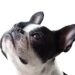 Ear Infections In French Bulldogs: Things To Know