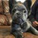 Mini French Bulldog- Meet a big dog in a tiny body