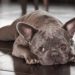 French Bulldog Eye Problems-Why They Occur?